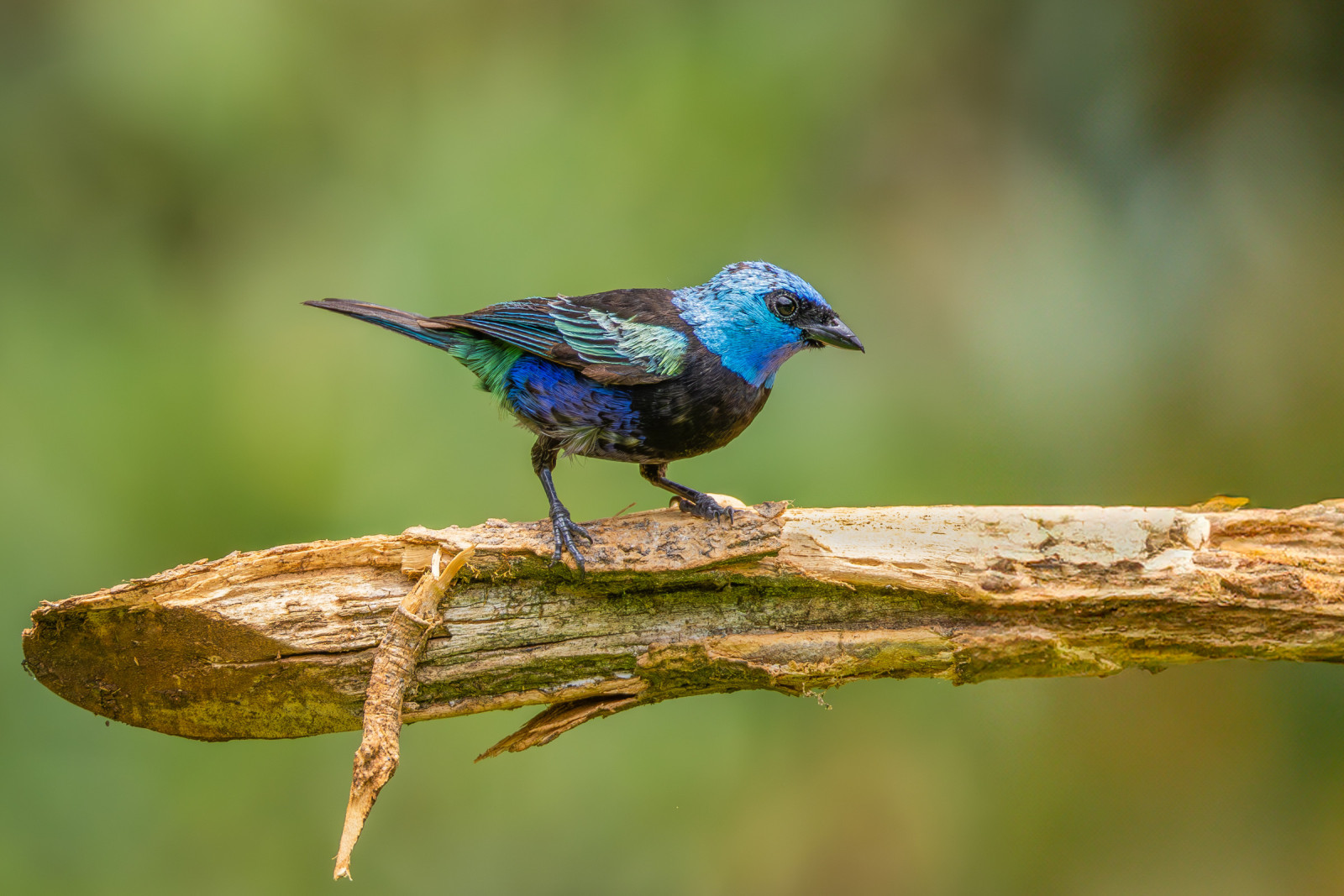 image Blue-necked Tanager